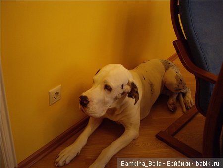 Немецкие доги - любовь в моем сердце | Бэйбики Немецкие доги - любовь в моем сердце