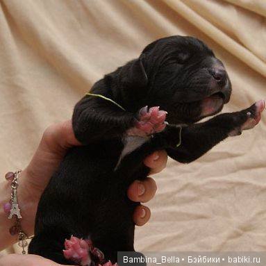 Немецкие доги - любовь в моем сердце | Бэйбики Немецкие доги - любовь в моем сердце (фото 5)