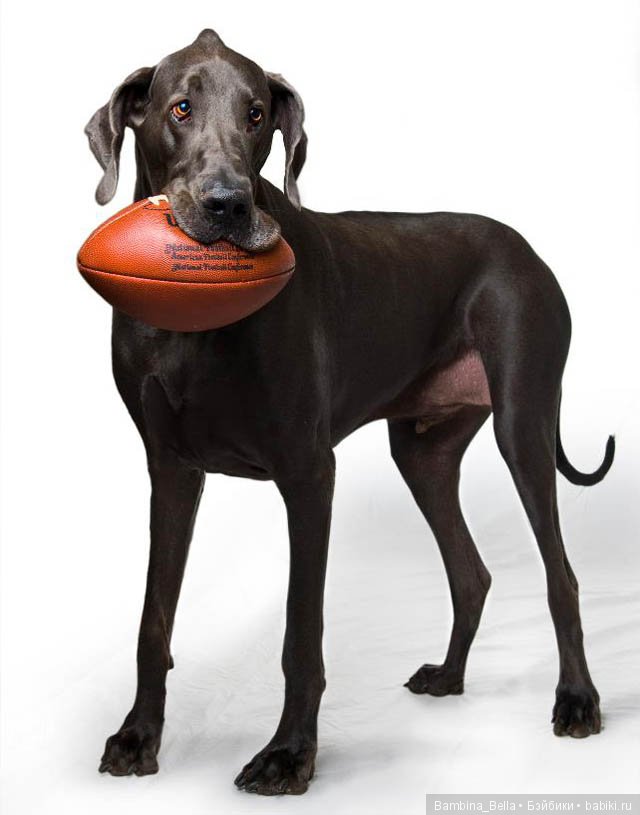 Немецкие доги - любовь в моем сердце | Бэйбики Немецкие доги - любовь в моем сердце