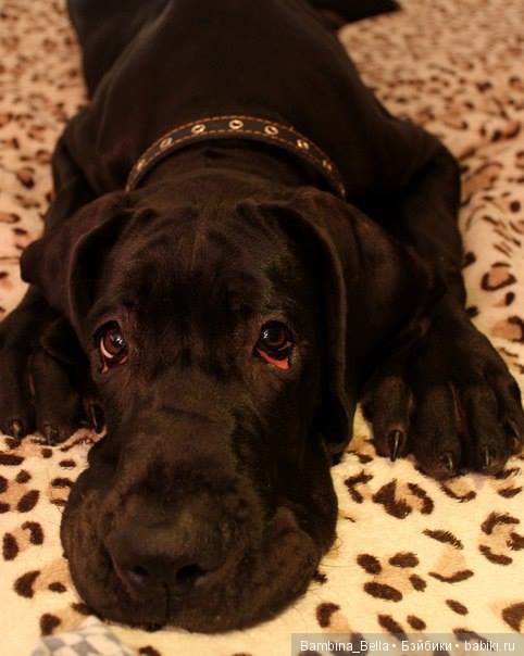 Немецкие доги - любовь в моем сердце | Бэйбики Немецкие доги - любовь в моем сердце