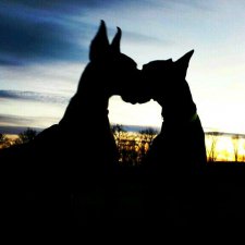 Немецкие доги - любовь в моем сердце