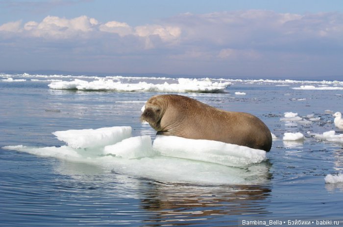 Незаметная ранняя весна - лед тронулся