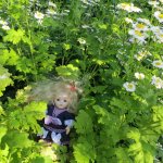 Брюлинка в саду и дома