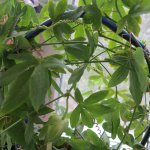 Распустится ли страстоцвет?