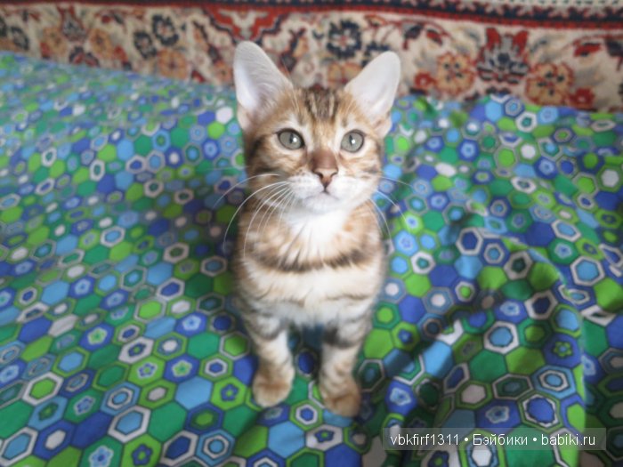 Изготовление тела для антикварной немецкой головки или в каморке у папы Карло-часть 4