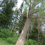 Семь братьев