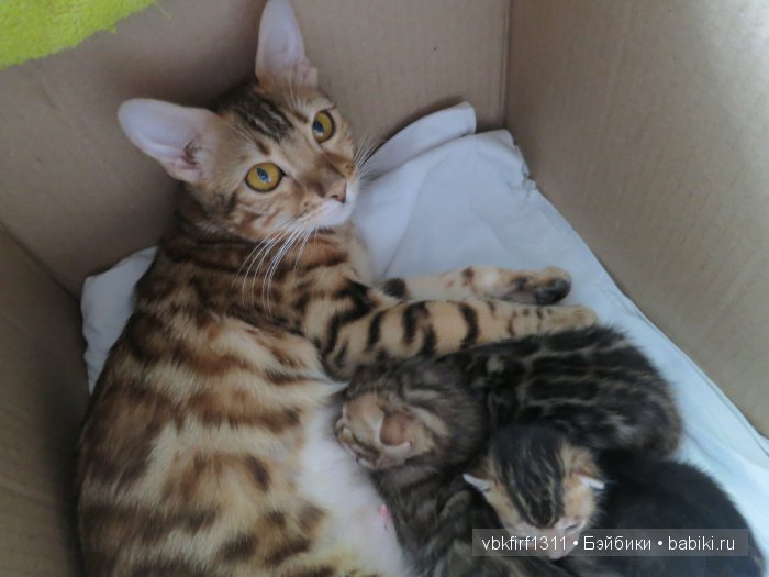 Любителям кошек | Бэйбики Любителям кошек — Интересное и необычное: фотоподборки (фото 5)