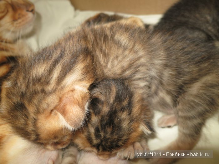 Любителям кошек | Бэйбики Любителям кошек — Интересное и необычное: фотоподборки (фото 9)