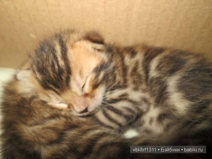 Любителям кошек — Интересное и необычное: фотоподборки