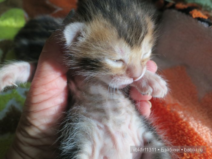 Любителям кошек | Бэйбики Любителям кошек — Интересное и необычное: фотоподборки (фото 3)