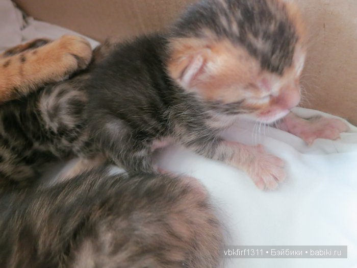 Любителям кошек | Бэйбики Любителям кошек — Интересное и необычное: фотоподборки (фото 8)