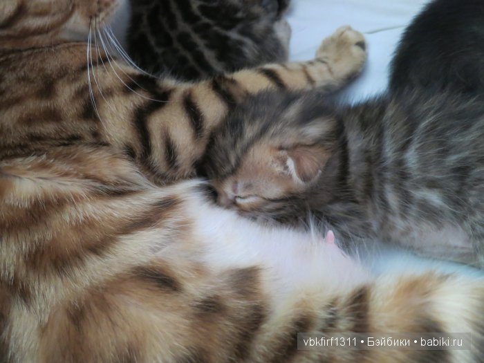 Любителям кошек | Бэйбики Любителям кошек — Интересное и необычное: фотоподборки (фото 7)