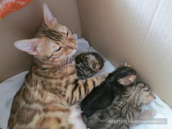 Любителям кошек | Бэйбики Любителям кошек — Интересное и необычное: фотоподборки (фото 10)