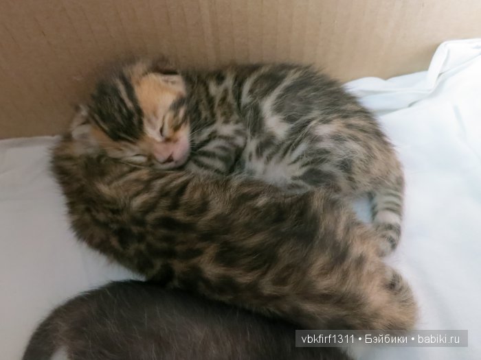Любителям кошек | Бэйбики Любителям кошек — Интересное и необычное: фотоподборки