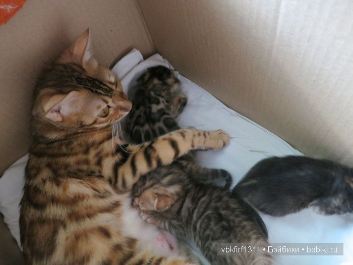 Любителям кошек | Бэйбики Любителям кошек — Интересное и необычное: фотоподборки (фото 6)