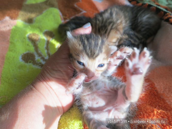 Любителям кошек | Бэйбики Любителям кошек — Интересное и необычное: фотоподборки (фото 2)