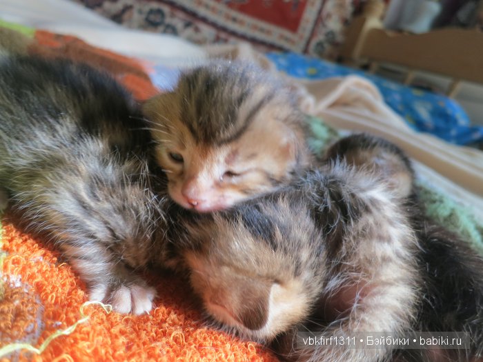 Любителям кошек | Бэйбики Любителям кошек — Интересное и необычное: фотоподборки