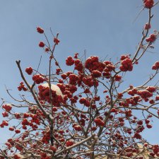 Зима....рябина...ягоды на снегу...