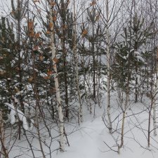 Зимняя прогулка