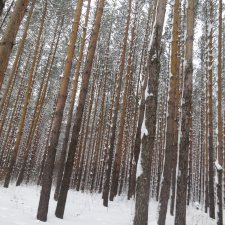 Зимняя сказка