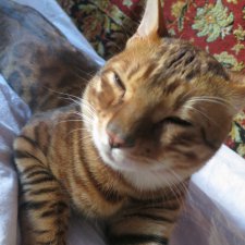 К нам приехал...к нам приехал... Изюм