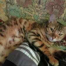 Любимые кошечки