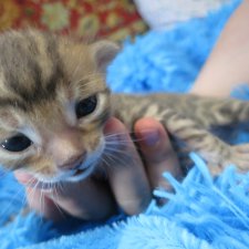 Родились котятки