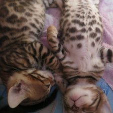 Минилеопардики