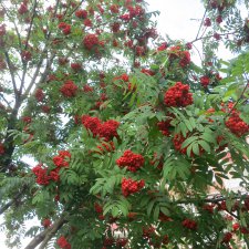 Гроздья рябины