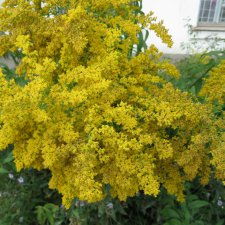 Осень ты прекрасна