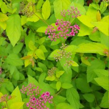 Лето в разгаре