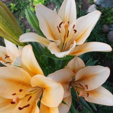 Радости огородника продолжение