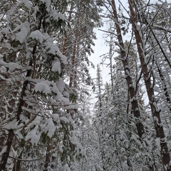 Предновогодняя сказка