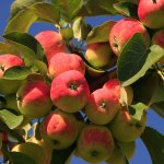 А вот и подкрался к нам Яблочный Спас