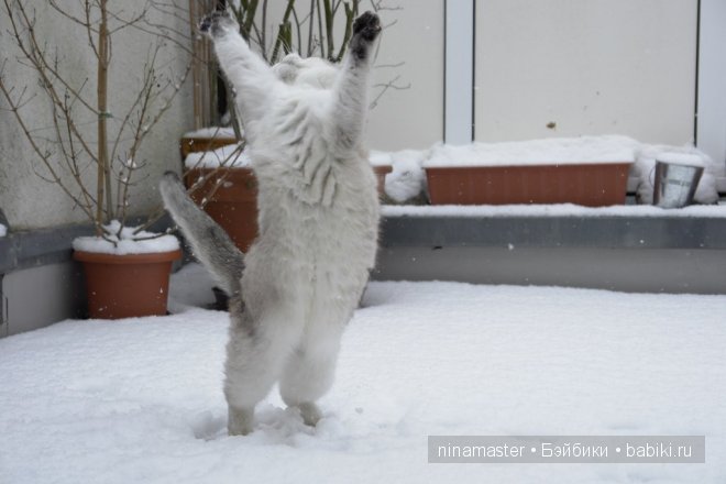 Ждем снега и Нового года | Бэйбики Ждем снега и Нового года — Болталка и разговоры обо всем: жизнь (фото 3)