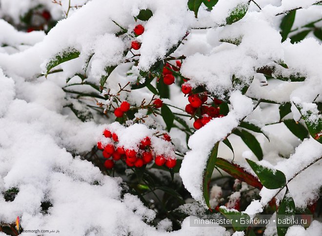 Ждем снега и Нового года | Бэйбики Ждем снега и Нового года — Болталка и разговоры обо всем: жизнь (фото 4)