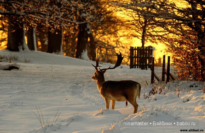 Ждем снега и Нового года | Бэйбики Ждем снега и Нового года — Болталка и разговоры обо всем: жизнь