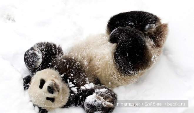 Ждем снега и Нового года | Бэйбики Ждем снега и Нового года — Болталка и разговоры обо всем: жизнь