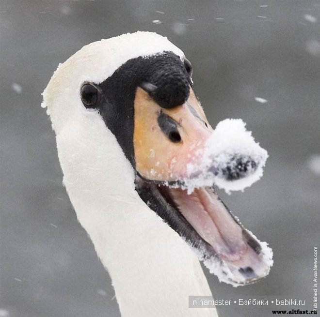 Ждем снега и Нового года | Бэйбики Ждем снега и Нового года — Болталка и разговоры обо всем: жизнь