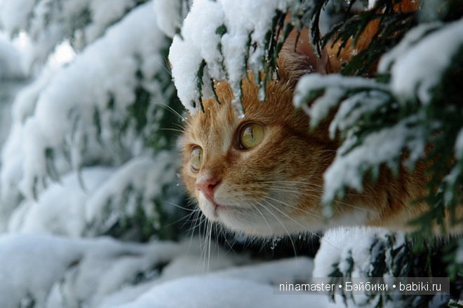Ждем снега и Нового года | Бэйбики Ждем снега и Нового года — Болталка и разговоры обо всем: жизнь