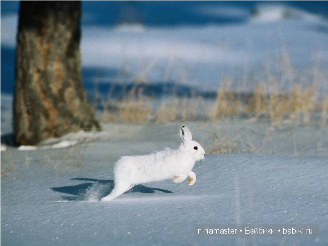 Ждем снега и Нового года | Бэйбики Ждем снега и Нового года — Болталка и разговоры обо всем: жизнь (фото 8)