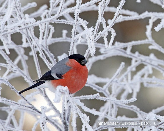 Ждем снега и Нового года | Бэйбики Ждем снега и Нового года — Болталка и разговоры обо всем: жизнь (фото 2)