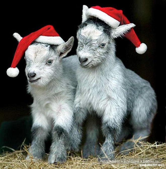 Ждем боя курантов | Бэйбики Ждем боя курантов — Болталка и разговоры обо всем: жизнь