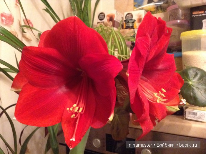 Это никогда не закончится. Куклы Susi Eimer