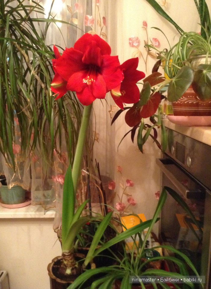 Это никогда не закончится. Куклы Susi Eimer