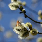 Завтра - Вербное воскресенье.