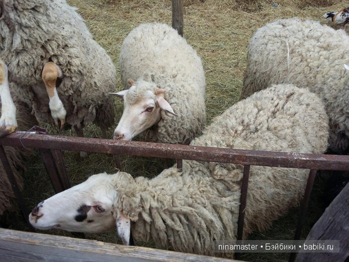 "Чудо-ослики" — Туризм и путешествия: фотоотчеты из поездок