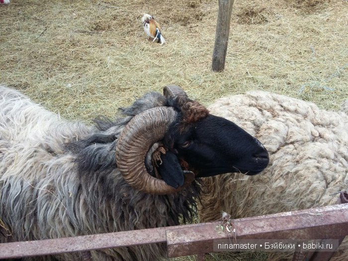 "Чудо-ослики" — Туризм и путешествия: фотоотчеты из поездок (фото 4)