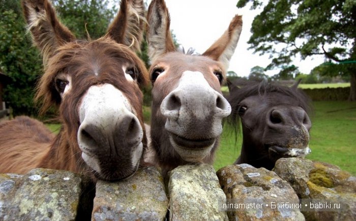 "Чудо-ослики" — Туризм и путешествия: фотоотчеты из поездок