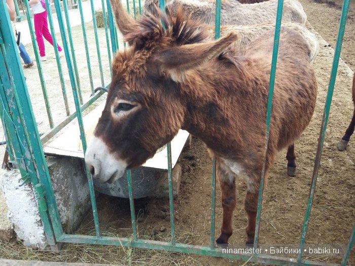 "Чудо-ослики" — Туризм и путешествия: фотоотчеты из поездок